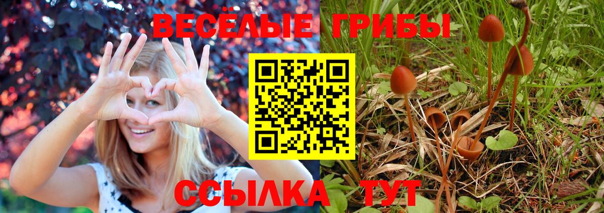 Ипатово  Псилоцибиновые грибы Psilocybine cubensis  Псилоцибиновые грибы прущие грибы  Вход с VPN 